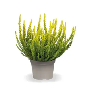 Calluna vulgaris 'Garden Girls Sunset Girls' 11cm - image 3