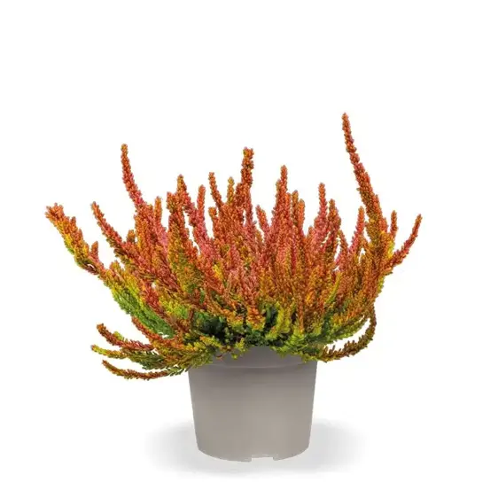 Calluna vulgaris 'Garden Girls Sunset Girls' 11cm - image 4