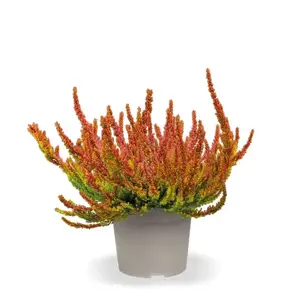 Calluna vulgaris 'Garden Girls Sunset Girls' 11cm - image 4