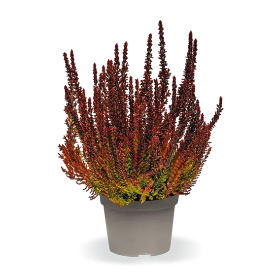 Calluna vulgaris 'Garden Girls Sunset Girls' 11cm - image 5