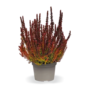 Calluna vulgaris 'Garden Girls Sunset Girls' 11cm - image 5