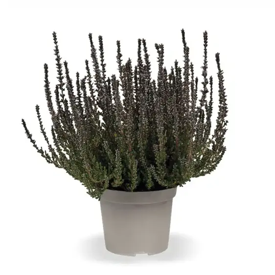 Calluna vulgaris 'Garden Girls Sunset Girls' 11cm - image 6