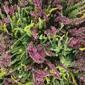 Calluna vulgaris 'Garden Girls Trio Girls' 1L - image 1