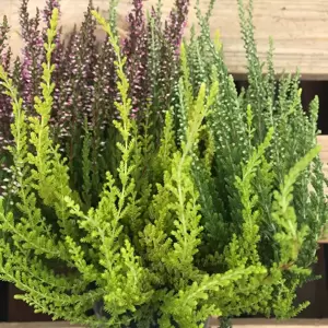 Calluna vulgaris 'Garden Girls Trio Girls' 1L - image 3