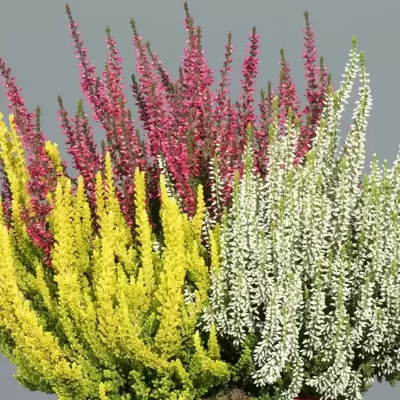 Calluna vulgaris 'Garden Girls Trio Girls' 1L - image 4