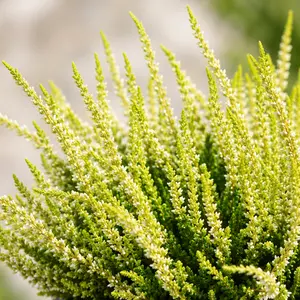 Calluna 'Garden Girls Yellow'