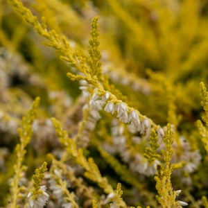 Calluna 'Gold Haze'