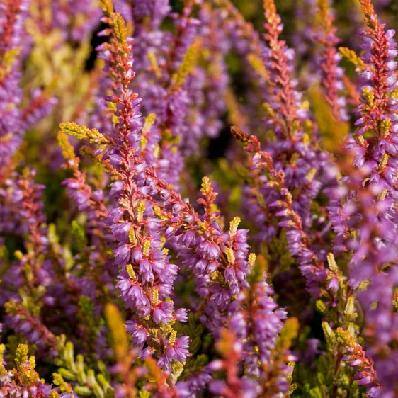 Calluna vulgaris 'Boskoop' 9cm