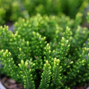 Calluna vulgaris 'Hammondii Aureifolia'