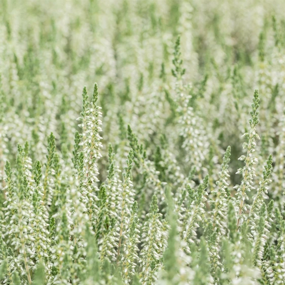 Calluna vulgaris 'Spring Cream'