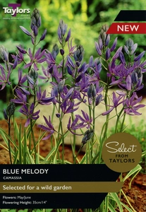 Camassia Blue Melody