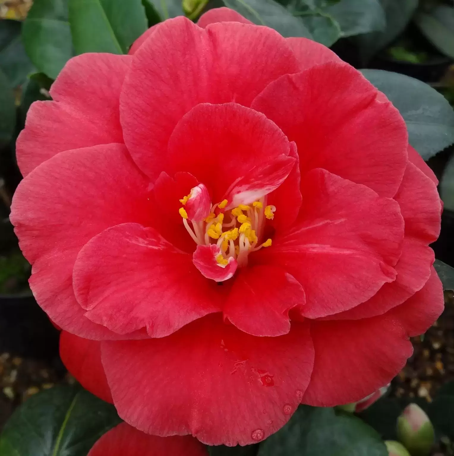 Camellia japonica 'Adolphe Audusson' 5L - Cowell's Garden Centre |  Woolsington