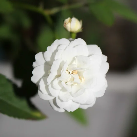 Camellia japonica 'Alba' 6.5L