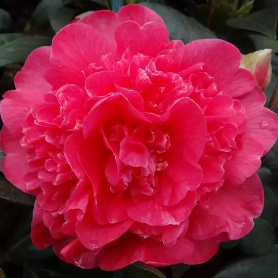 Camellia x williamsii 'Anticipation' 1.5L