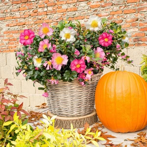 Camellia sasanqua 'Autumn Flower Festival' - image 1