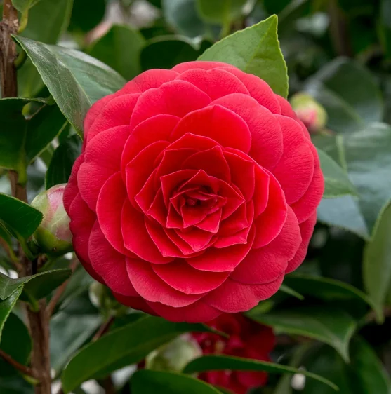 Camellia japonica 'Black Lace' 1.5L - image 1