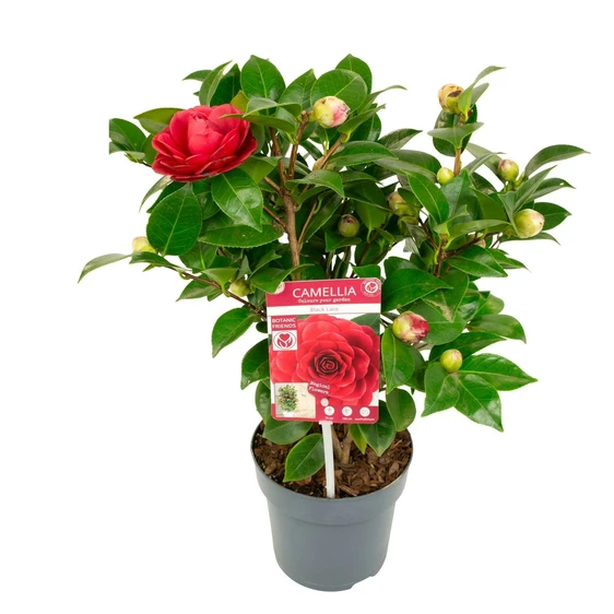 Camellia japonica 'Black Lace' 1.5L - image 4