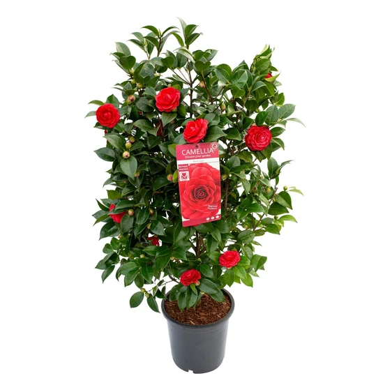 Camellia japonica 'Black Lace' 10L - image 3