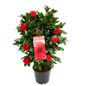 Camellia japonica 'Black Lace' 6.5L - image 4