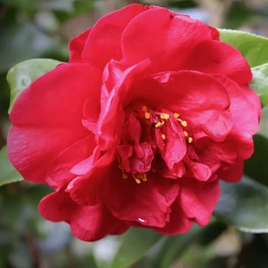 Camellia japonica 'Blood of China'