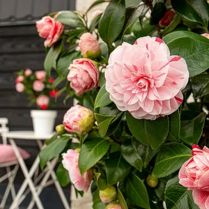 Camellia japonica 'Bonomiana' 14cm - image 2