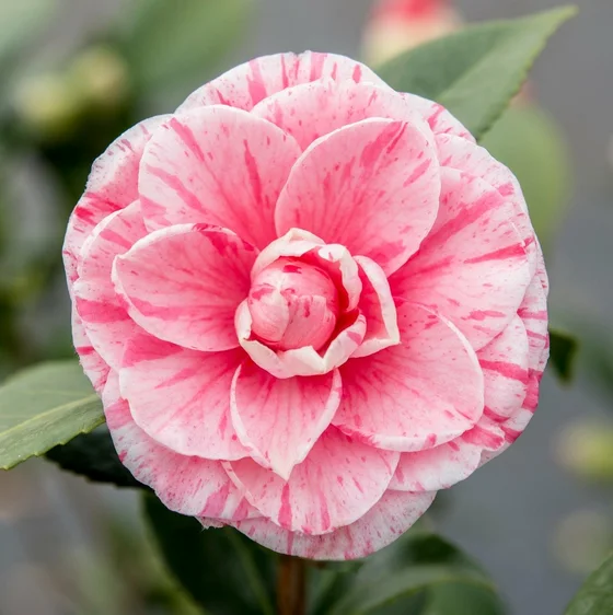 Camellia japonica 'Bonomiana' 14cm - image 1