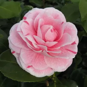 Camellia japonica 'Bonomiana' 14cm