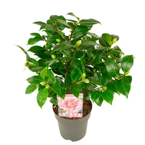 Camellia japonica 'Bonomiana' 1.5L - image 3