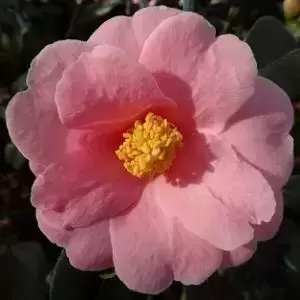 Camellia x williamsii 'Bowen Bryant'