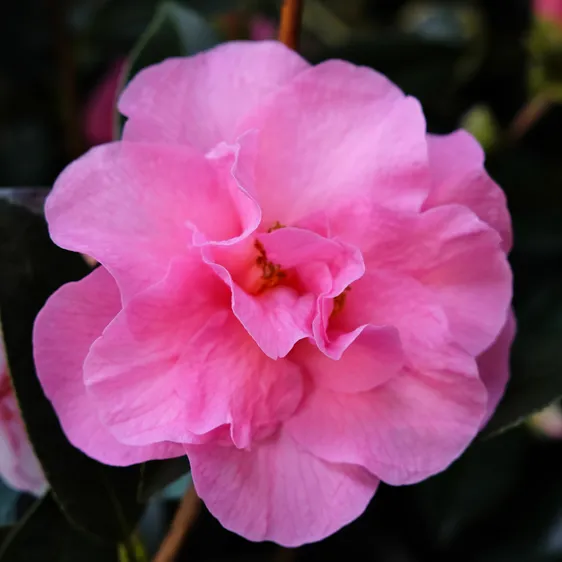 Camellia x williamsii 'Brigadoon' 3L