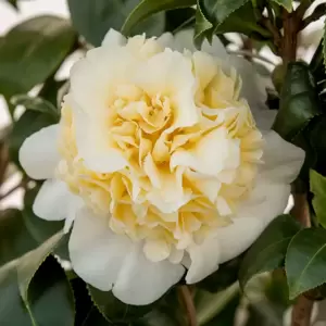 Camellia japonica 'Brushfield's Yellow' 14cm