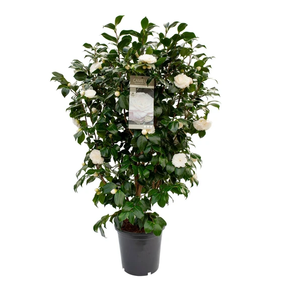 Camellia japonica 'Centifolia Alba' - image 2