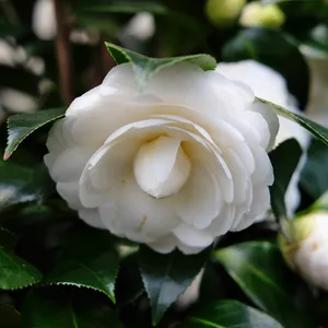 Camellia japonica 'Centifolia Alba' - image 1