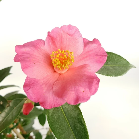 Camellia 'Crimson Candle' 1.5L