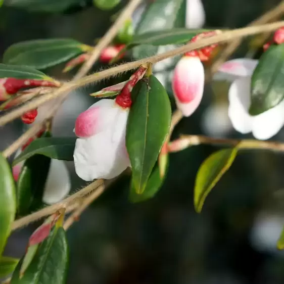 Camellia rosthorniana 'Cupido' 3L - image 3