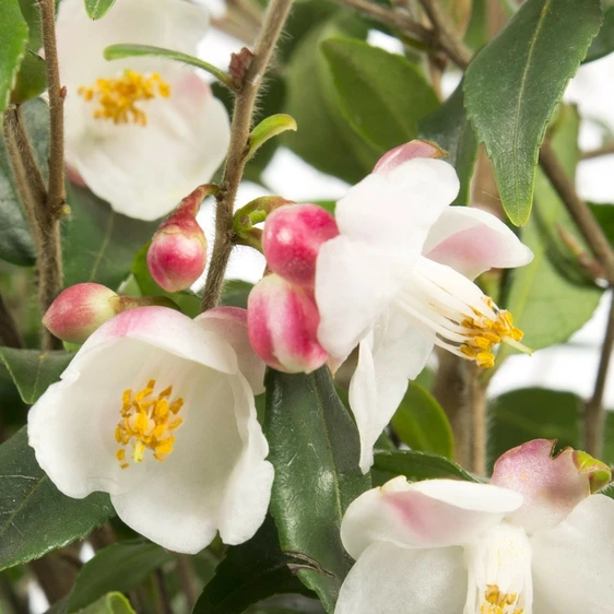 Camellia rosthorniana 'Cupido' 3L - image 5