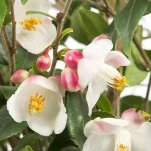 Camellia rosthorniana 'Cupido' 3L - image 5