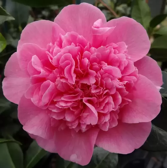 Camellia x williamsii 'Debbie' 3L