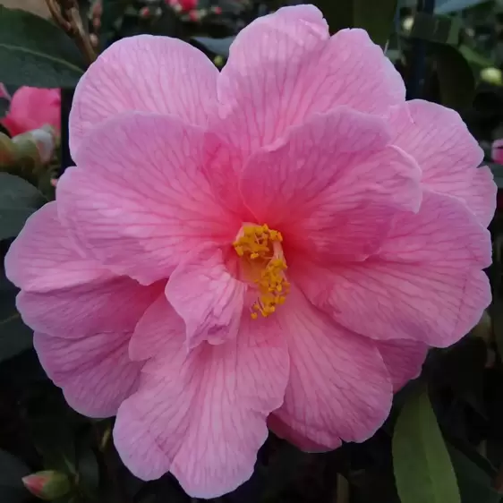 Camellia x williamsii 'Donation' 2L