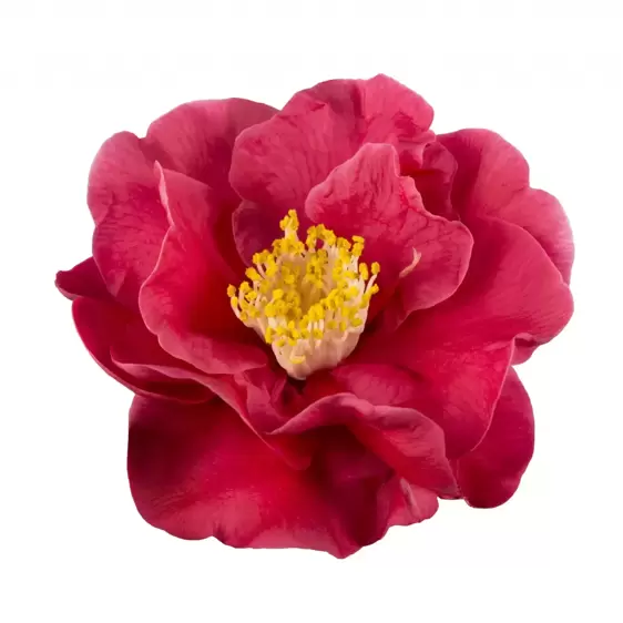 Camellia japonica 'Dr King' 3L - image 2