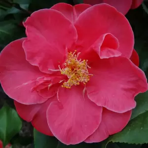 Camellia japonica 'Dr King' 3L - image 1