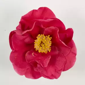 Camellia japonica 'Dr King' 2L (40+ flowers) - image 3