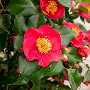 Camellia japonica 'Dr King' 1.5L - image 1