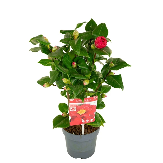 Camellia japonica 'Dr King' 1.5L - image 4