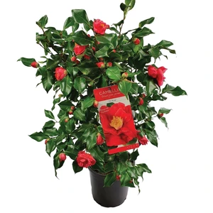 Camellia japonica 'Dr King' 6.5L - image 4