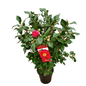 Camellia japonica 'Dr King' 10L - image 4