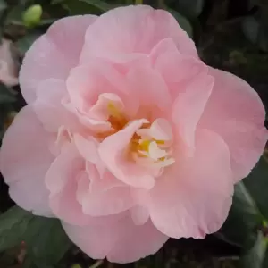 Camellia japonica 'Dr Tinsley' 3L