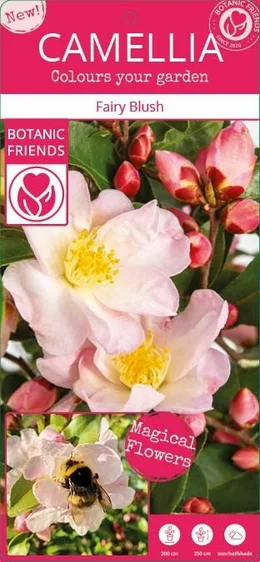 Camellia lutchuensis 'Fairy Blush' - image 3