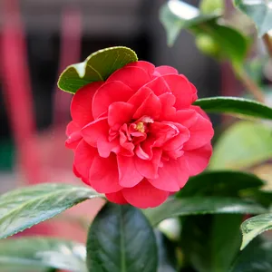 Camellia japonica 'Fircone'