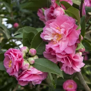Camellia 'Fragrant Joy'